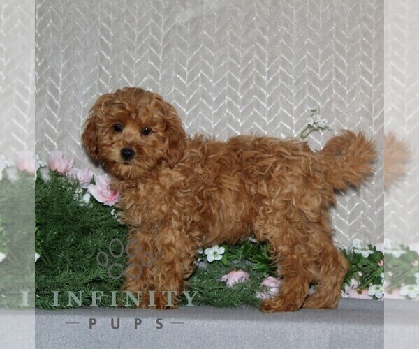 Medium Photo #2 Cavapoo Puppy For Sale in RISING SUN, MD, USA
