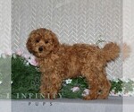 Small #1 Cavapoo