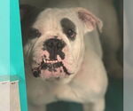 Small #4 Bulldog Mix