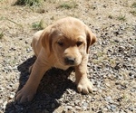 Small Photo #17 Labrador Retriever Puppy For Sale in OLYMPIA, WA, USA