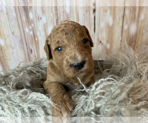 Medium Photo #5 Goldendoodle Puppy For Sale in CONCORD, NC, USA