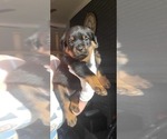 Small Photo #15 Rottweiler Puppy For Sale in PENSACOLA, FL, USA