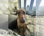 Small #3 Labrador Retriever Mix