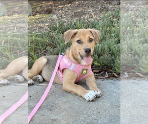Beagle-Unknown Mix Dogs for adoption in Escondido, CA, USA