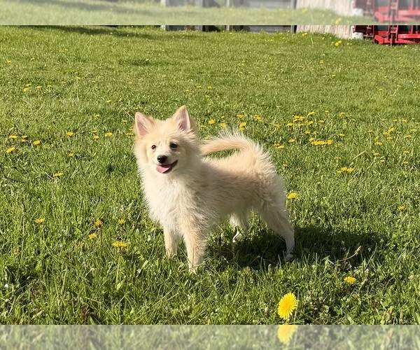 Medium Photo #1 Pomimo Puppy For Sale in ATHENS, WI, USA