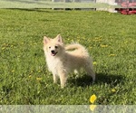Small Pomimo
