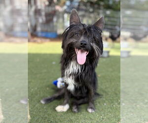 Mutt Dogs for adoption in Beverly Hills, CA, USA