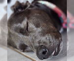 Small #35 Blue Lacy Mix