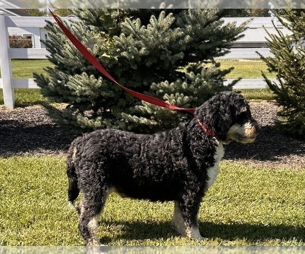 Medium Photo #1 Bernedoodle Puppy For Sale in MIDDLEBURY, IN, USA