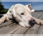 Small #3 American Pit Bull Terrier Mix