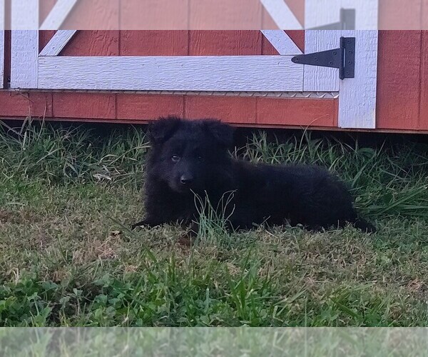Medium Photo #4 German Shepherd Dog Puppy For Sale in COUCH, MO, USA