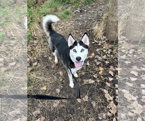 Siberian Husky Dogs for adoption in Williamsburg, IA, USA