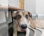 Small #6 Australian Shepherd-Great Dane Mix