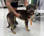 Small #2 Mutt