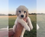 Puppy Purple Golden Retriever