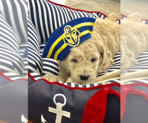 Medium Photo #3 Goldendoodle-Poodle (Miniature) Mix Puppy For Sale in KISSIMMEE, FL, USA
