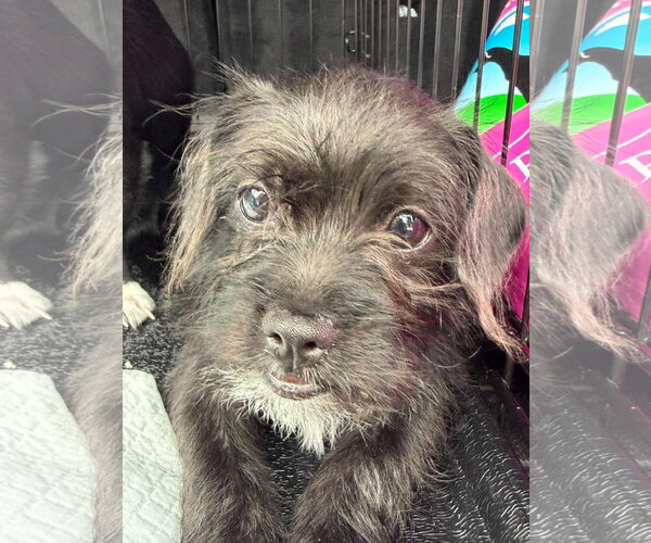 Medium Photo #4 Mutt Puppy For Sale in Grafton, WI, USA