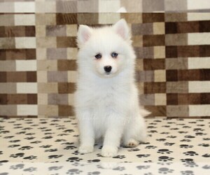 Pomsky Puppy for sale in DENVER, PA, USA