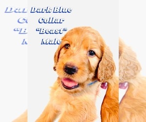Irish Doodle Puppy for sale in GILBERT, AZ, USA