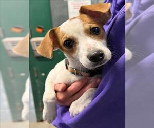 Mutt Dogs for adoption in Woodland, CA, USA