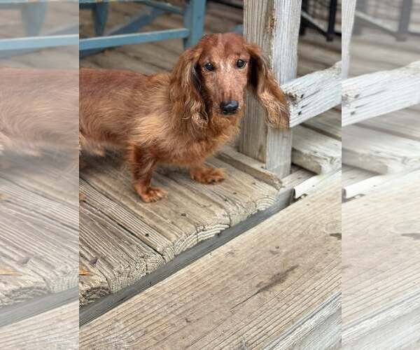 Medium Photo #7 Dachshund Puppy For Sale in Gulfport, MI, USA