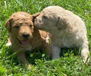 Goldendoodle Puppy for sale in WESTMINSTER, SC, USA