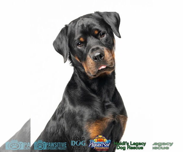 Medium Photo #1 Rottweiler Puppy For Sale in Tampa, FL, USA