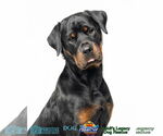 Small Rottweiler