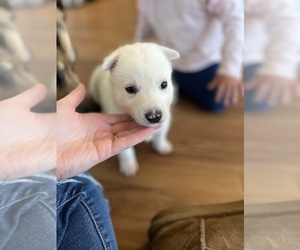 Siberian Husky-Swiss Shepherd Mix Puppy for sale in HAMPTON, VA, USA