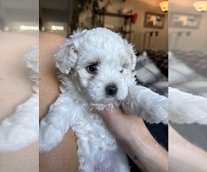 Maltipoo-Morkie Mix Puppy for sale in TURNER, OR, USA