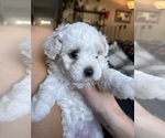 Small Photo #1 Maltipoo-Morkie Mix Puppy For Sale in TURNER, OR, USA