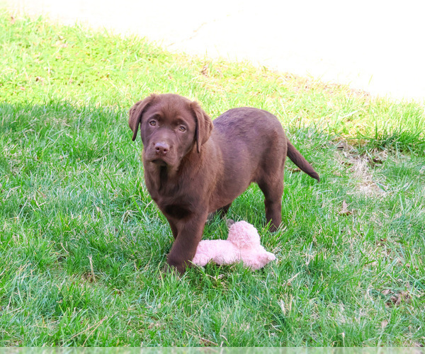 Medium Photo #2 Labrador Retriever Puppy For Sale in SYRACUSE, IN, USA