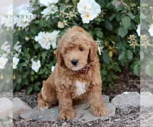 Goldendoodle (Miniature) Puppy for sale in GORDONVILLE, PA, USA