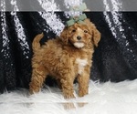 Puppy Dobel AKC Poodle (Toy)
