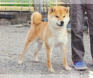 Father of the Shiba Inu puppies born on 04/16/2022