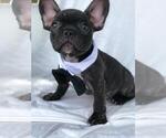 Small Photo #1 French Bulldog Puppy For Sale in PROVIDENCE, RI, USA