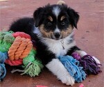 Small Photo #2 Miniature Australian Shepherd Puppy For Sale in MIDDLEBURG, FL, USA