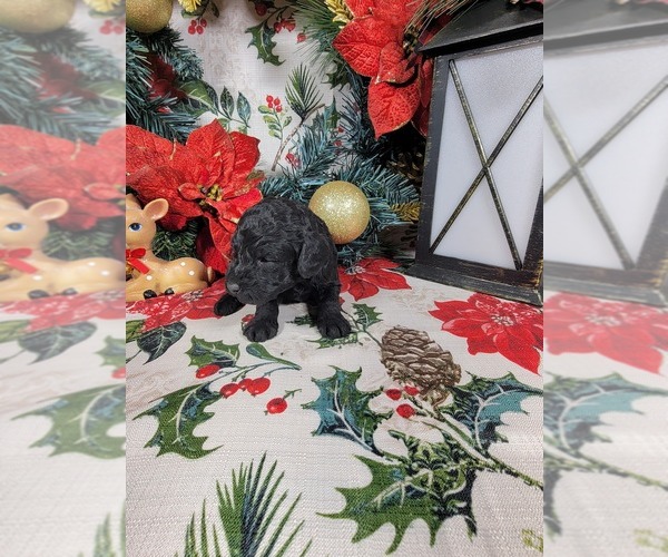 Medium Photo #9 Poodle (Toy) Puppy For Sale in BLACK FOREST, CO, USA
