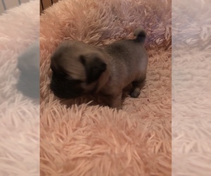 Pug Puppy for sale in FAIRCHILDS, TX, USA