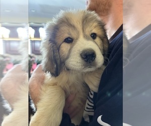 Great Pyrenees Puppy for sale in CHESTERFIELD, NJ, USA