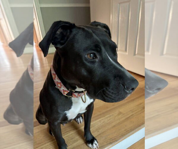 Medium Photo #4 American Pit Bull Terrier-Labrador Retriever Mix Puppy For Sale in Brewster, NY, USA