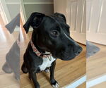 Small #3 American Pit Bull Terrier-Labrador Retriever Mix