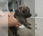 Puppy Puppy 5 German Shepherd Dog