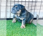 Small Photo #1 Bulldog Puppy For Sale in ROBSTOWN, TX, USA