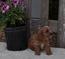 Cavapoo Puppy for sale in ATWOOD, IL, USA