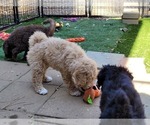 Small Photo #4 Aussie-Poo-Poodle (Miniature) Mix Puppy For Sale in PIONEER, CA, USA