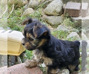 Yorkshire Terrier Puppy for sale in MILFORD, OH, USA