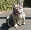 Small Photo #1 French Bulldog Puppy For Sale in NEWMAN, CA, USA