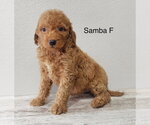 Small Goldendoodle (Miniature)