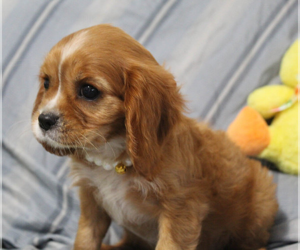 Medium Photo #4 Cavalier King Charles Spaniel Puppy For Sale in BROOKSVILLE, FL, USA
